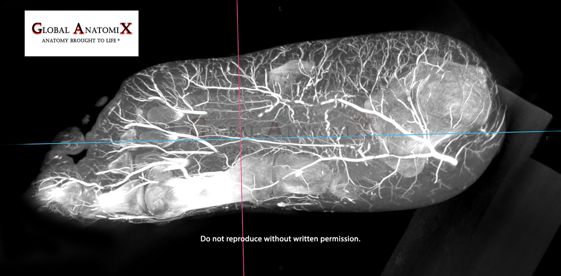 Foot, plantar view