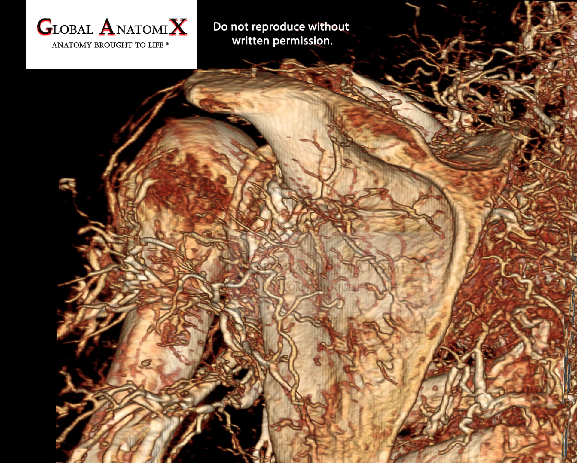 Posterior shoulder