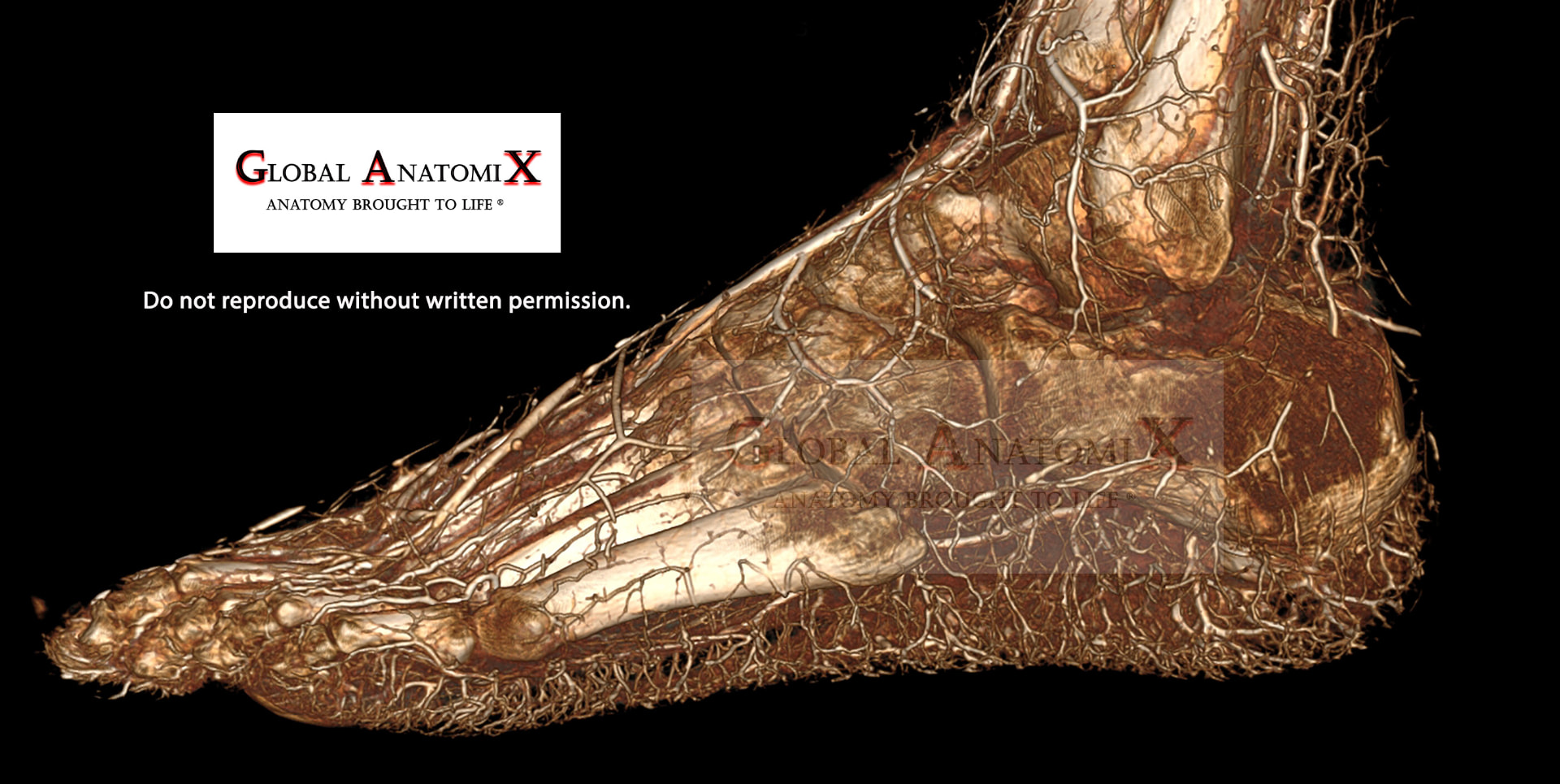 Foot, lateral 3D view