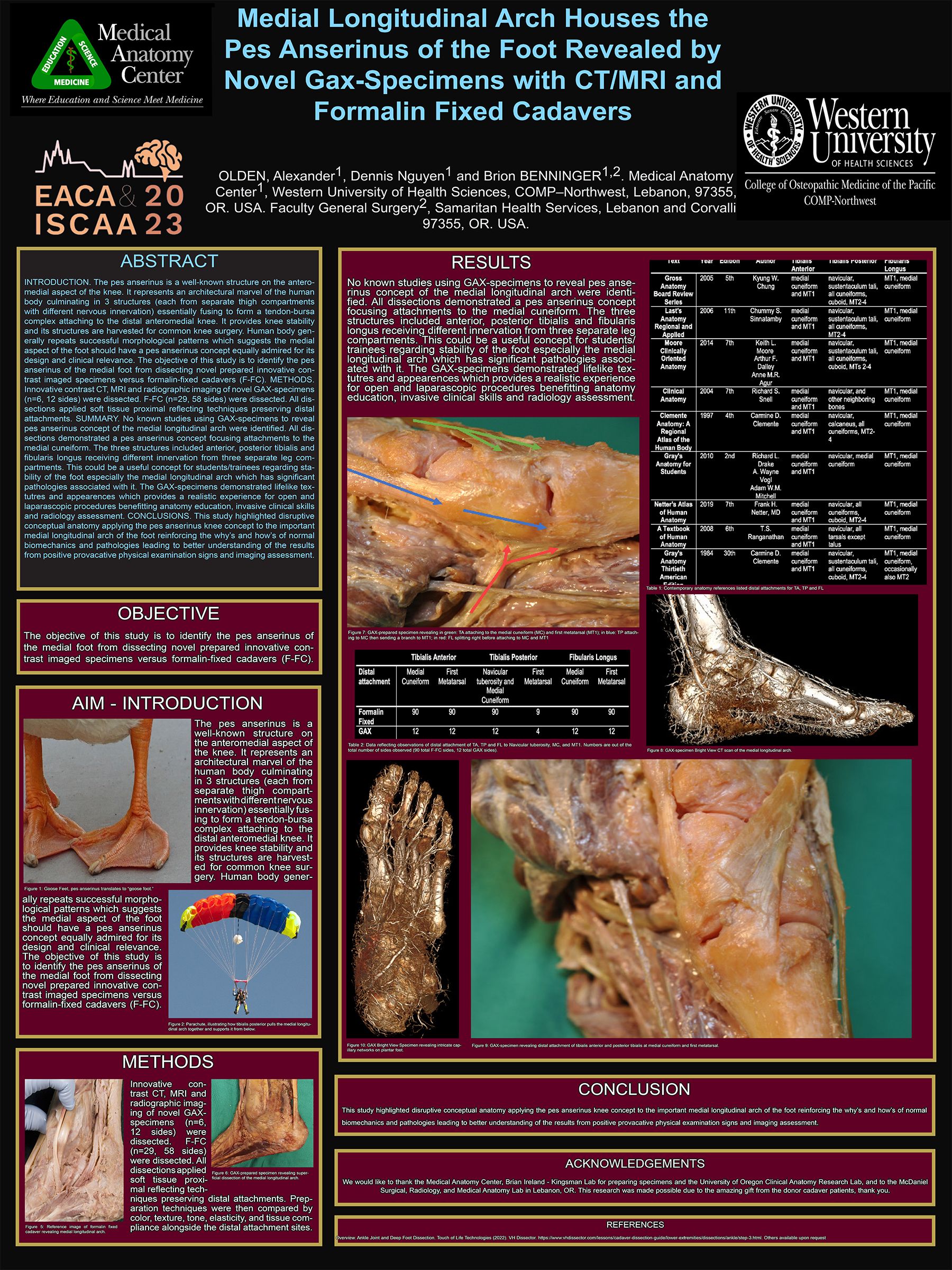Pes anserinus of the foot research poster (2023)