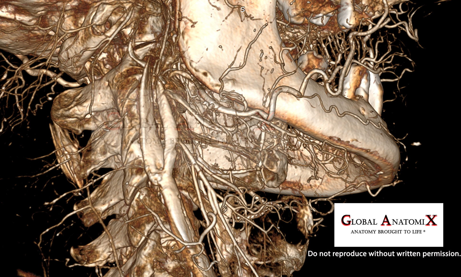 Caudal angle of jaw