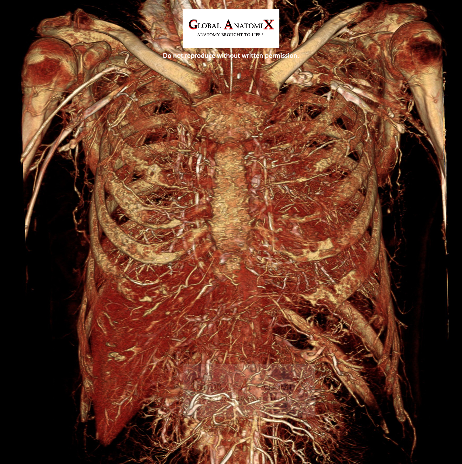 Thorax