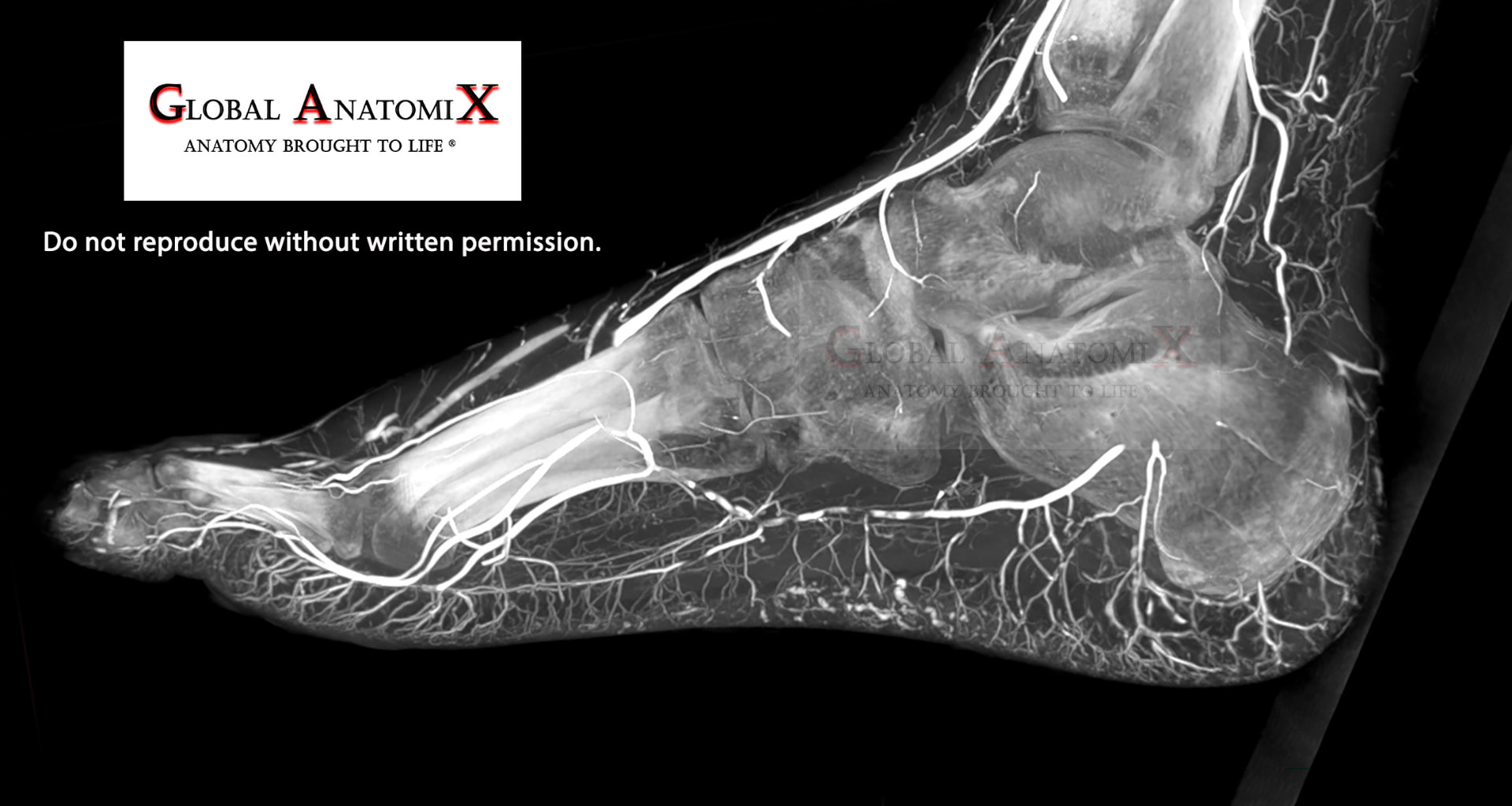 Foot, sagittal view 2