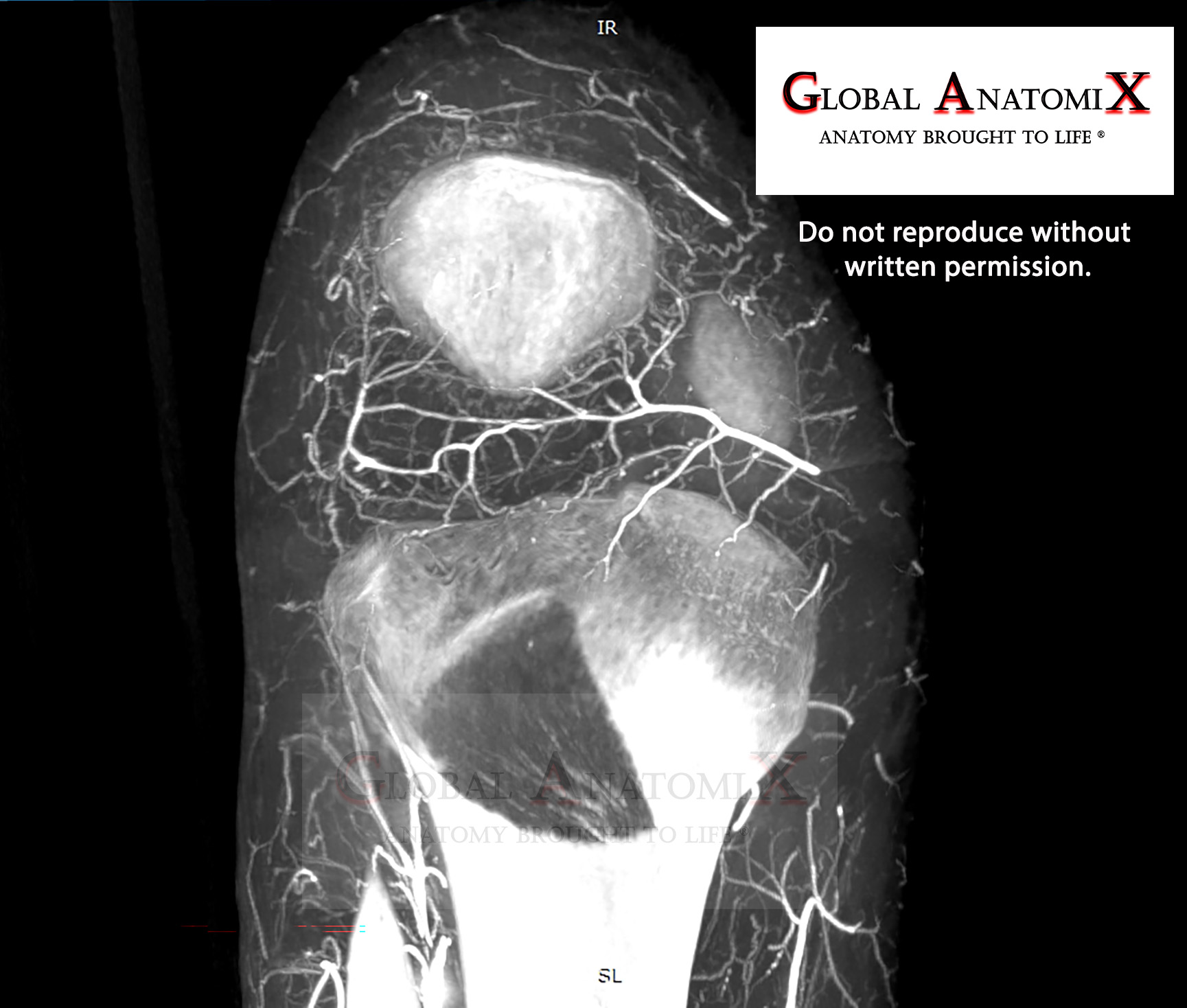 Knee, anterior view